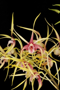 Dendrobium N.R. Ruby Flare HCC/AOS 75 pts.